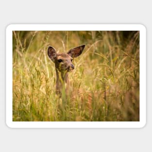 Doe Looks on From Grasses Sticker